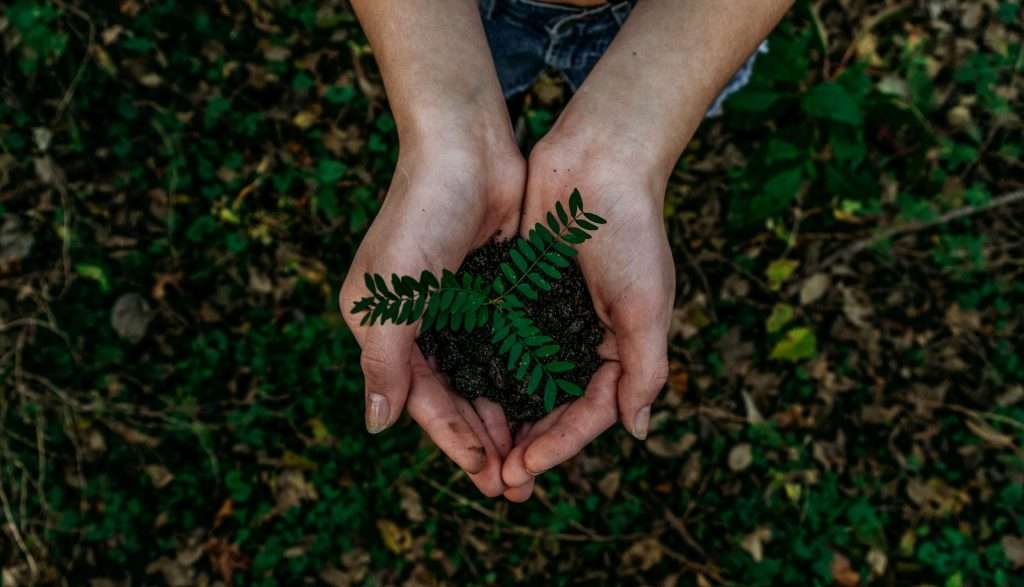 two hands holding a plant from the earth