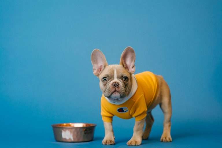 French Bulldog in a yellow shirt on a blue background