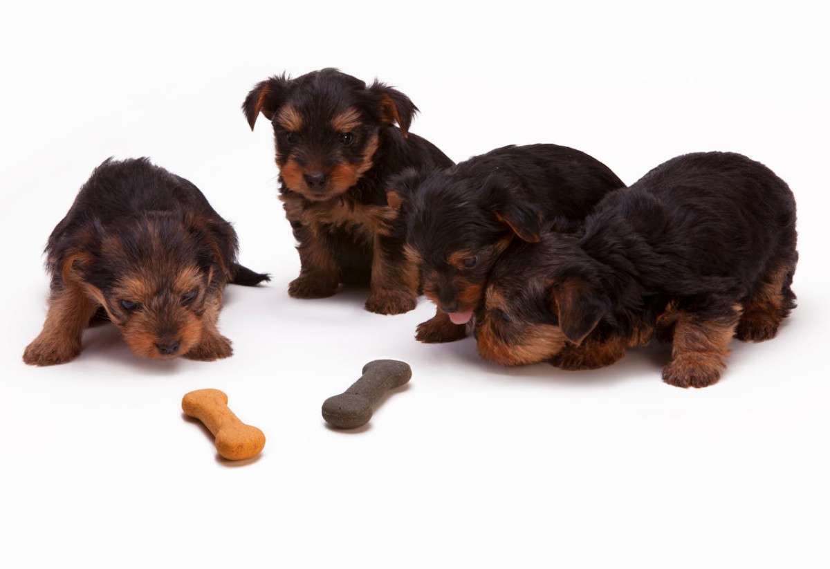 The Most Trusted Pet Food Brands for Quality and Nutrition