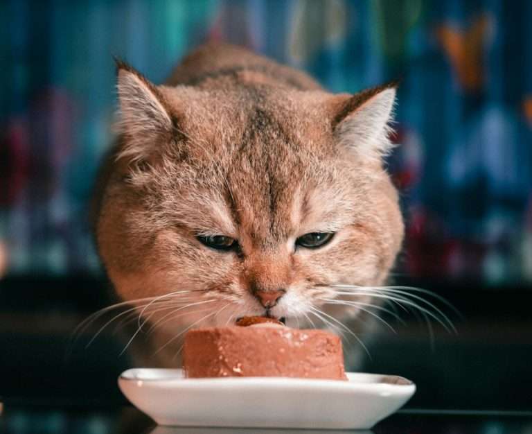 Cat eating cat food on a white plate